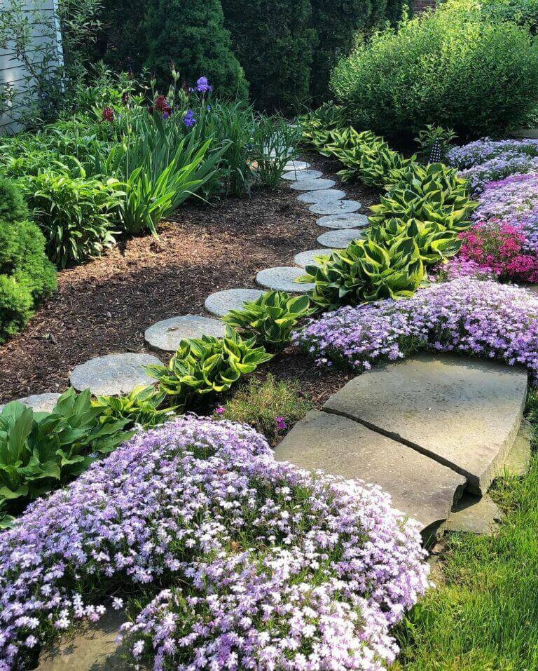 Stepping stone path through flowering phlox beds