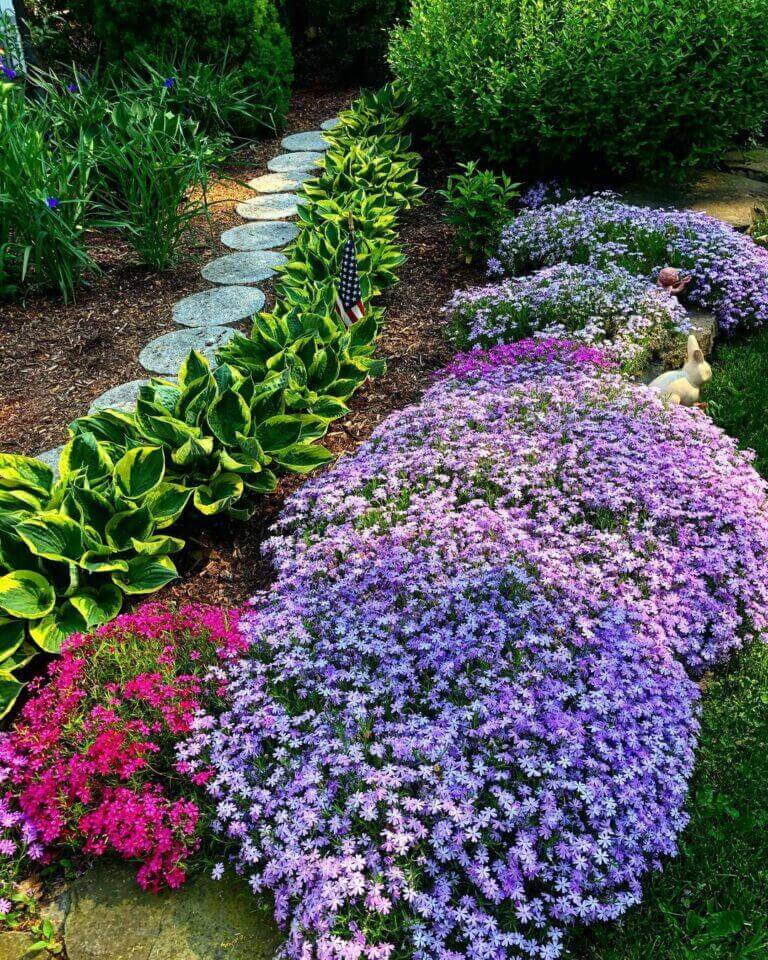 Purple creeping phlox along a stone garden path
